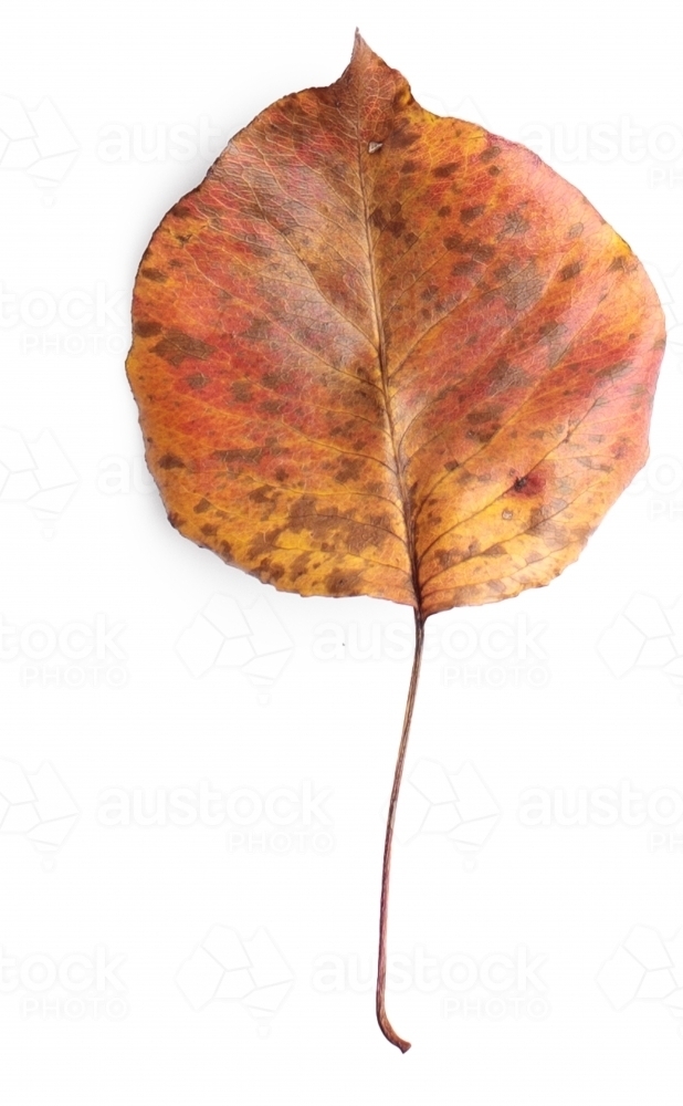 Single autumn leaf on blank background - Australian Stock Image