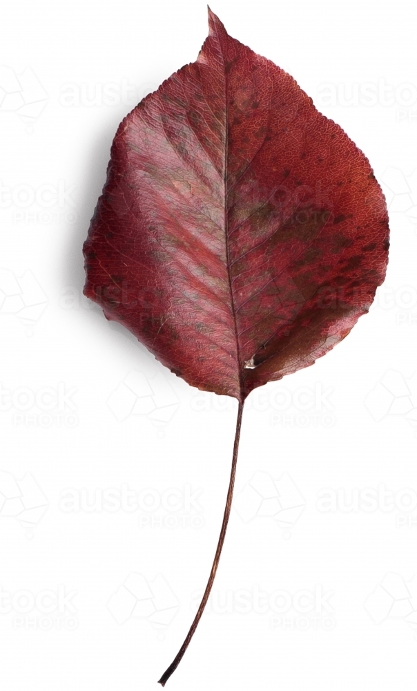 Single autumn leaf on blank background - Australian Stock Image