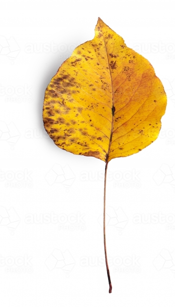 Single autumn leaf on blank background - Australian Stock Image