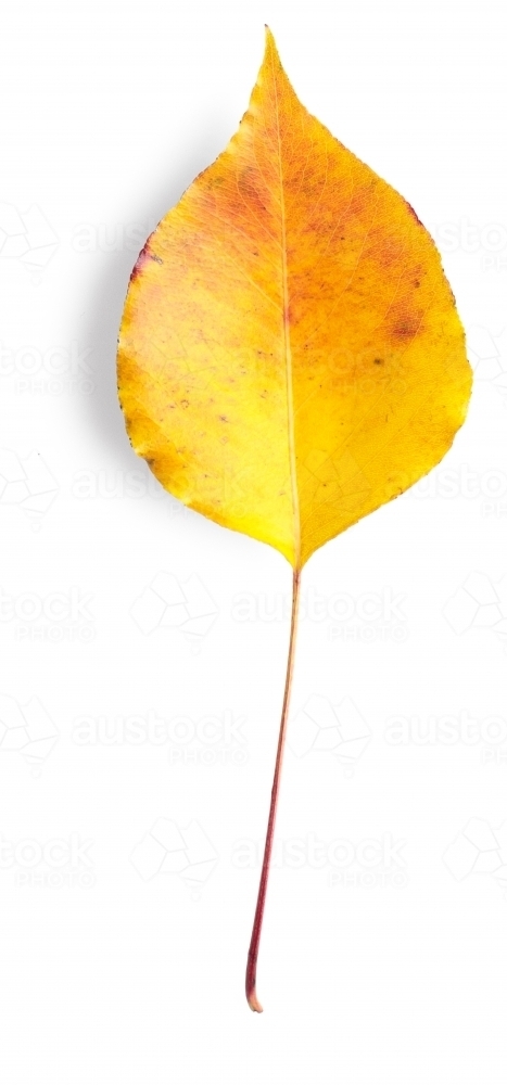 Single autumn leaf on blank background - Australian Stock Image