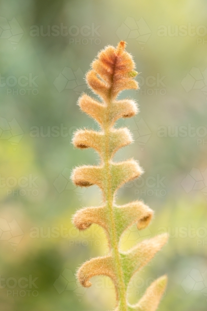 single banksia leaf against blurred background - Australian Stock Image