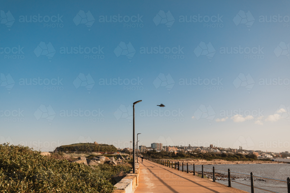 Single bird taking flight from street light along the Newcastle Breakwater - Australian Stock Image