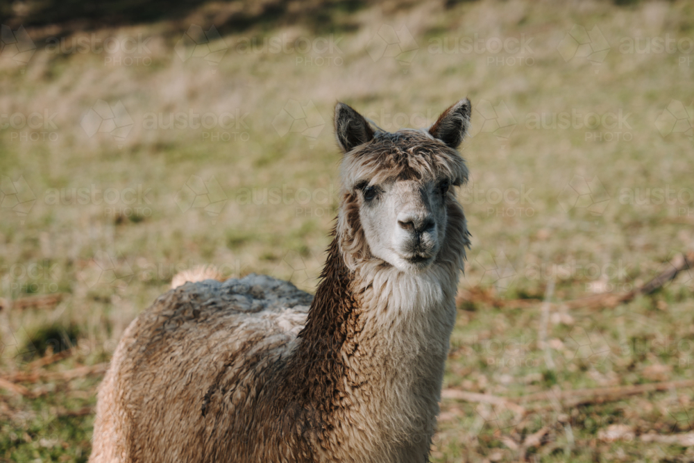 Single brown alpaca with grass background - Australian Stock Image