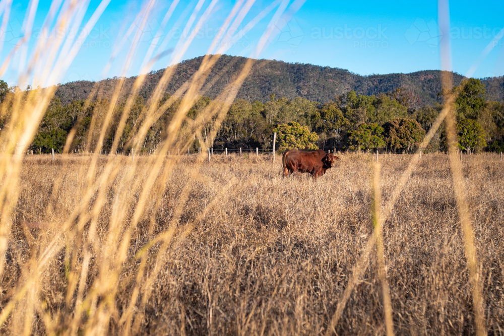 Single brown bull standing in a dry, golden field - Australian Stock Image