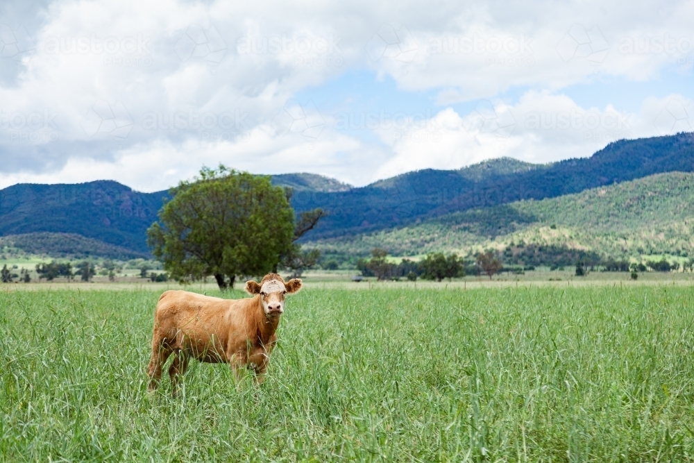 Single calf in paddock of long green grass - Australian Stock Image