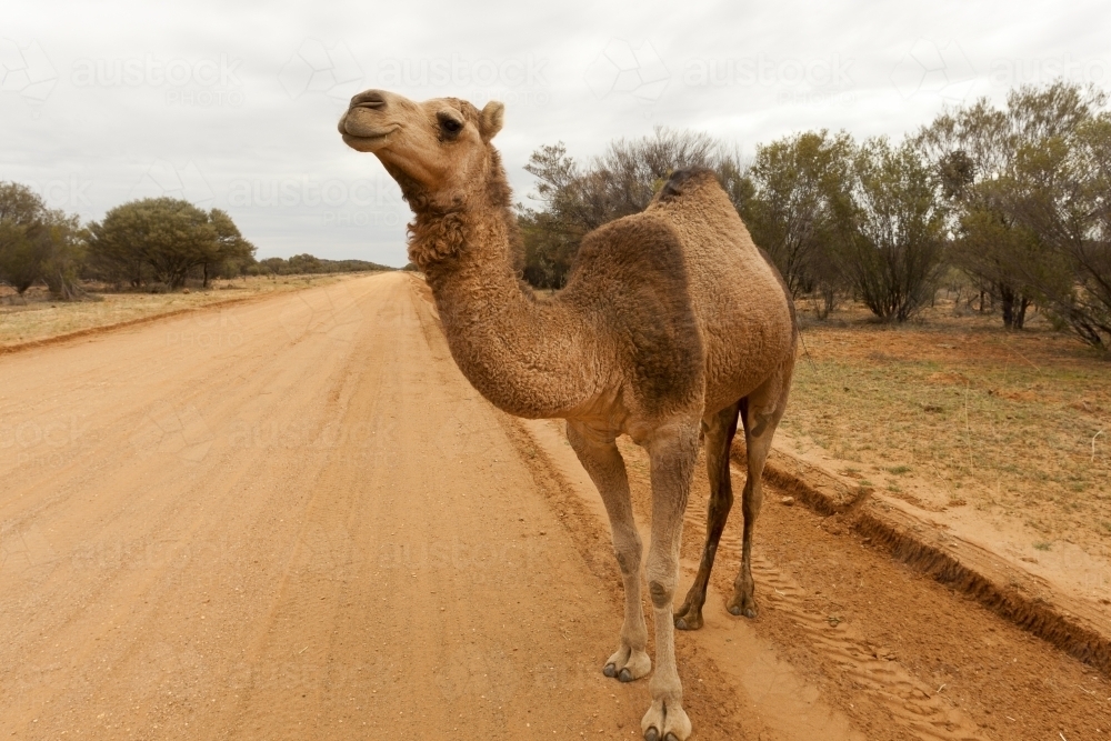 Single camel on road in Central Australia - Australian Stock Image