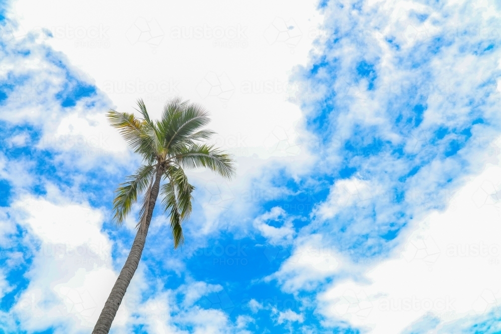 Single coconut palm tree with cloudy sky background - Australian Stock Image