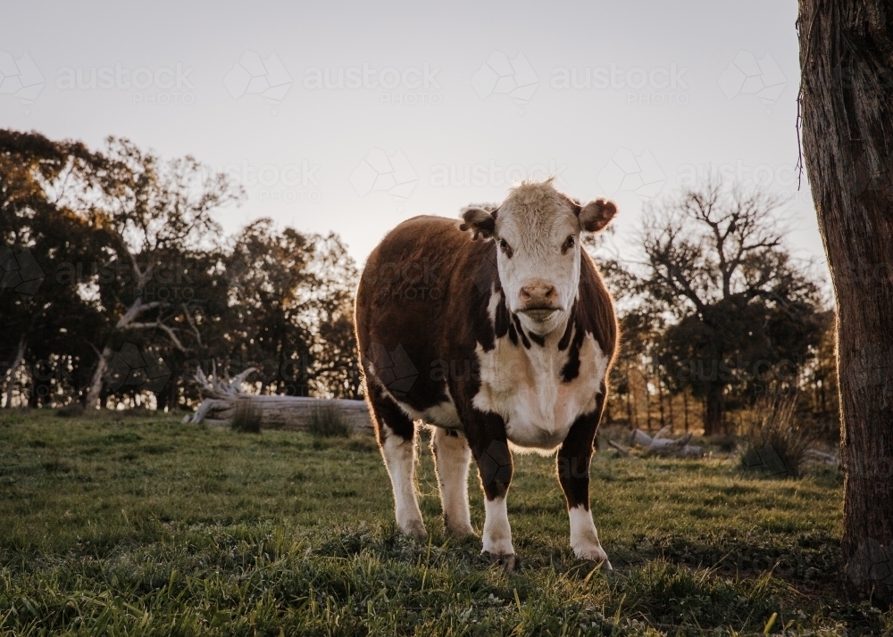 Single cow during late afternoon looking down at camera - Australian Stock Image