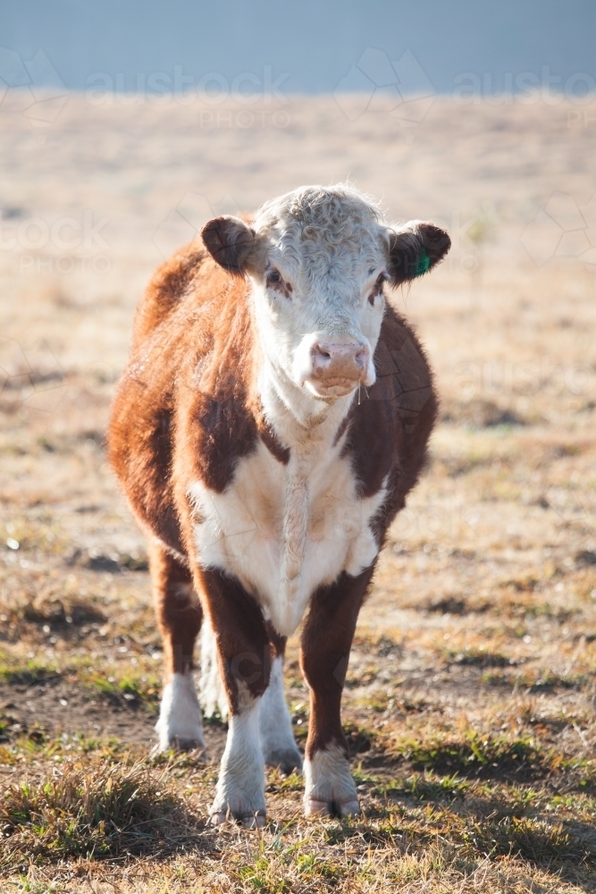 Single cow in a dry paddock - Australian Stock Image
