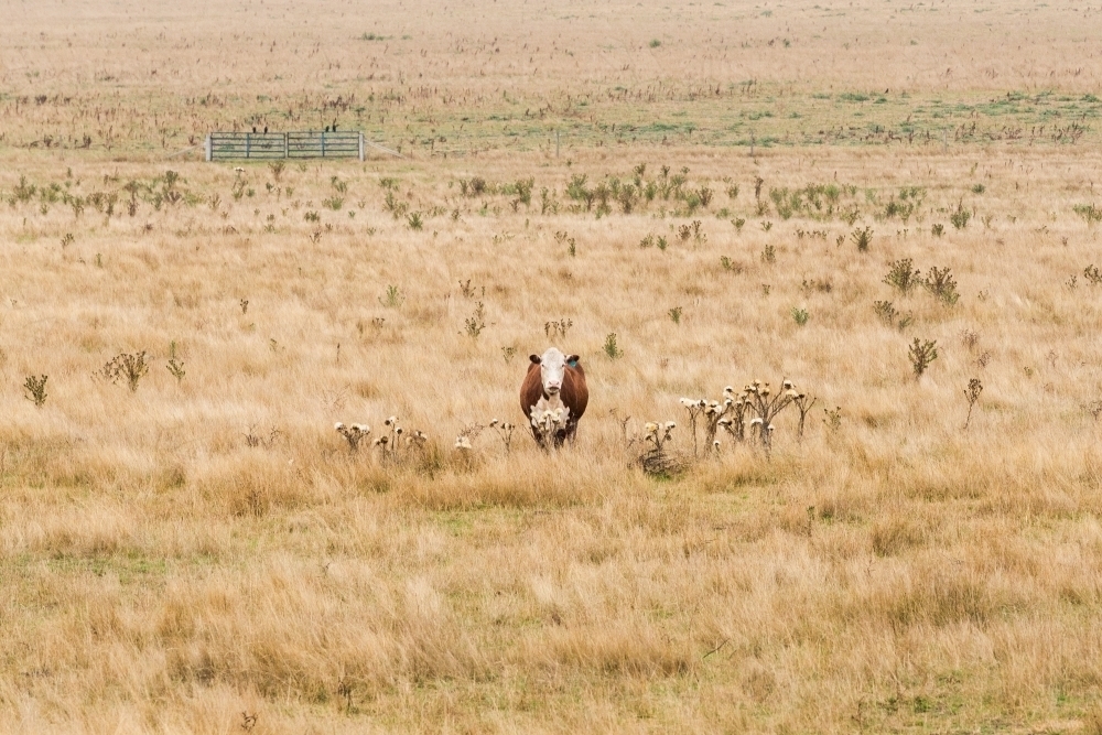 Single cow standing in a dry empty paddock - Australian Stock Image