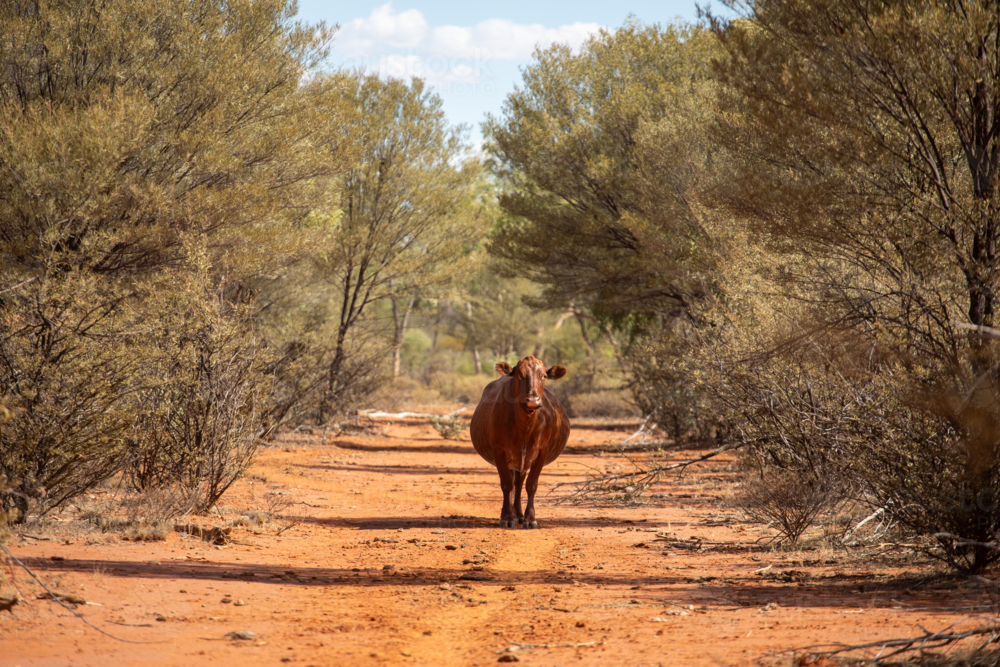 Single cow standing on the cattle pad in the middle of a station road lined with mulga trees - Australian Stock Image