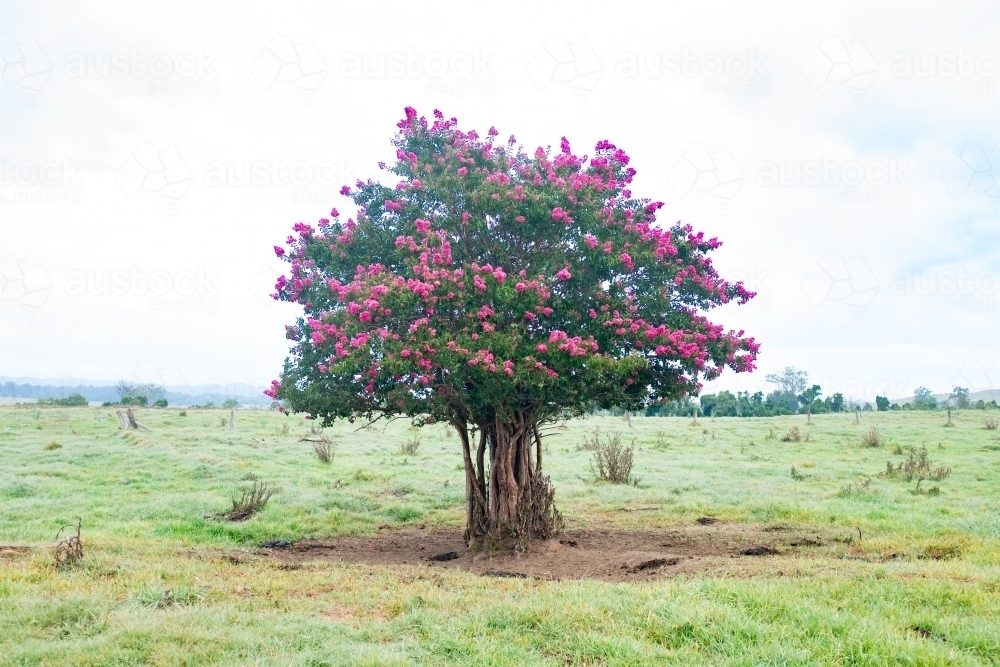 Single crepe myrtle tree in a paddock - Australian Stock Image