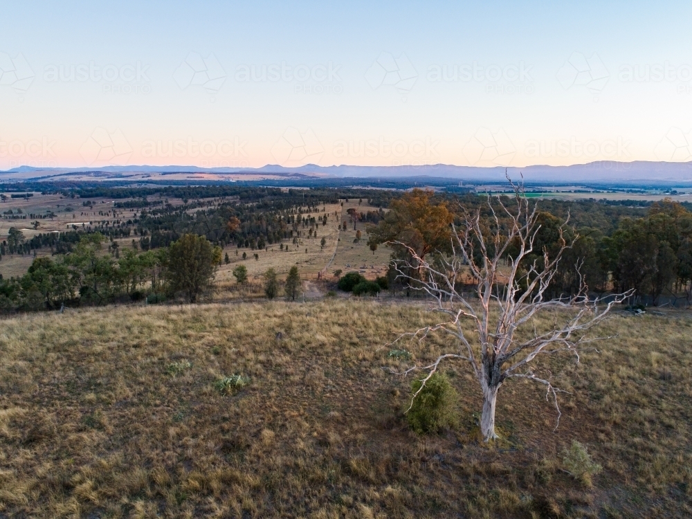 Image of Single dead tree on hilltop at dusk - Austockphoto