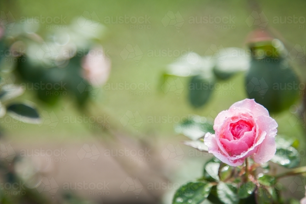 Single dew covered pink rose - Australian Stock Image