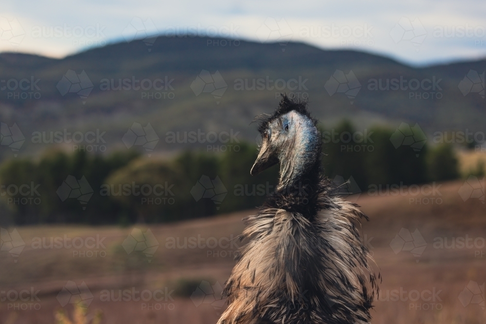 Single emu standing in rural landscape at sunset - Australian Stock Image