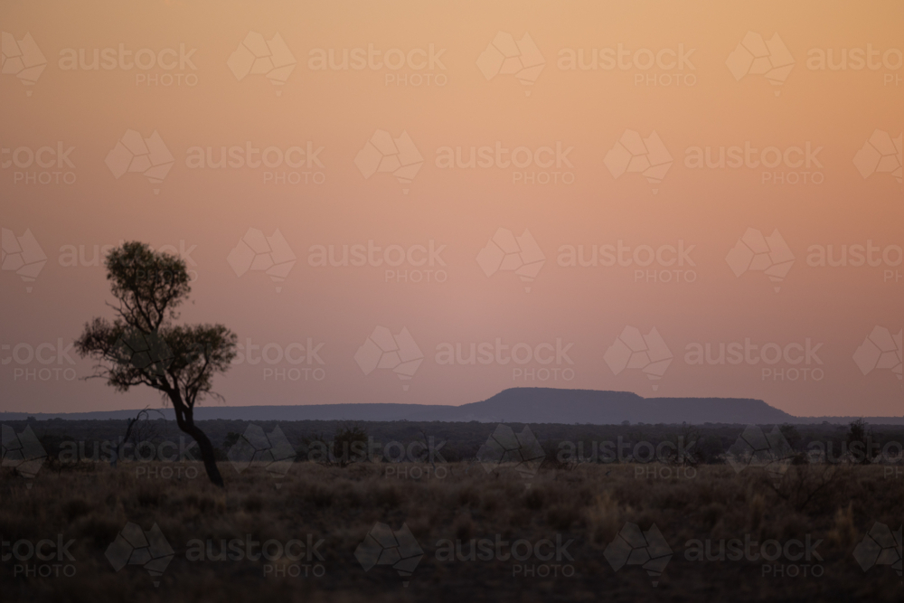 Single Eucalyptus tree standing in the middle of dry land at sunset - Australian Stock Image