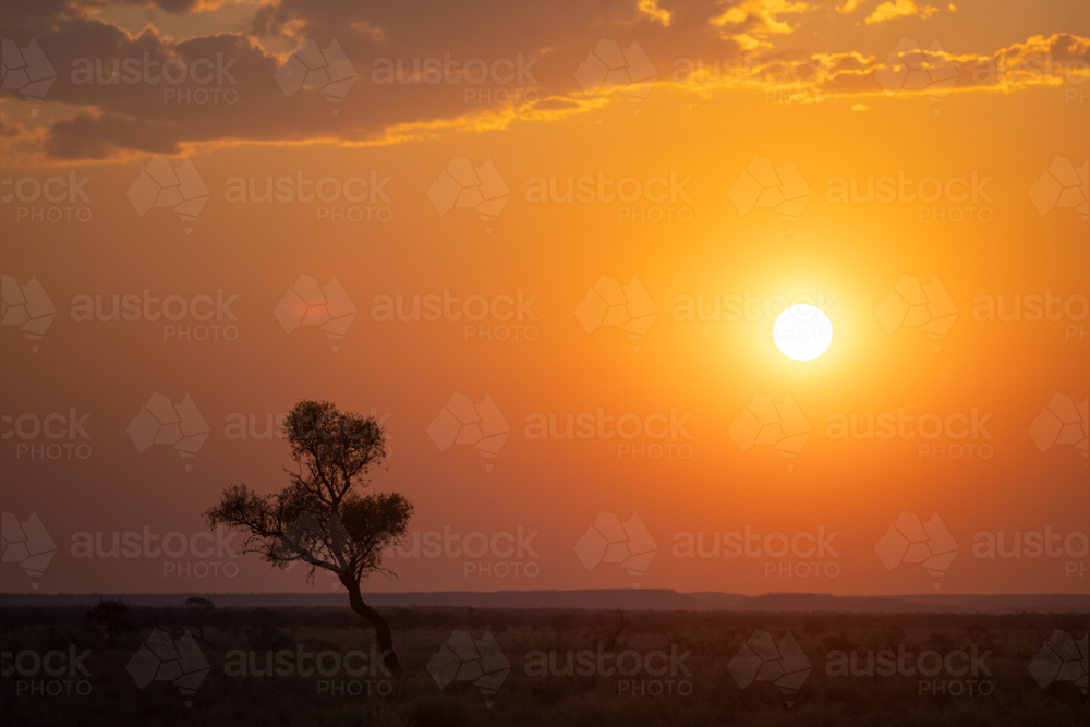 Single Eucalyptus tree standing in the middle of dry land at sunset - Australian Stock Image