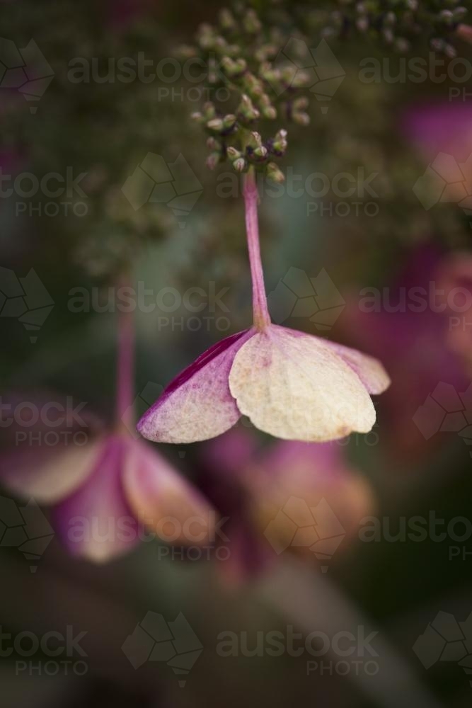 Single flower of a oak leaf hydrangea (hydrangea quercifolia) - Australian Stock Image