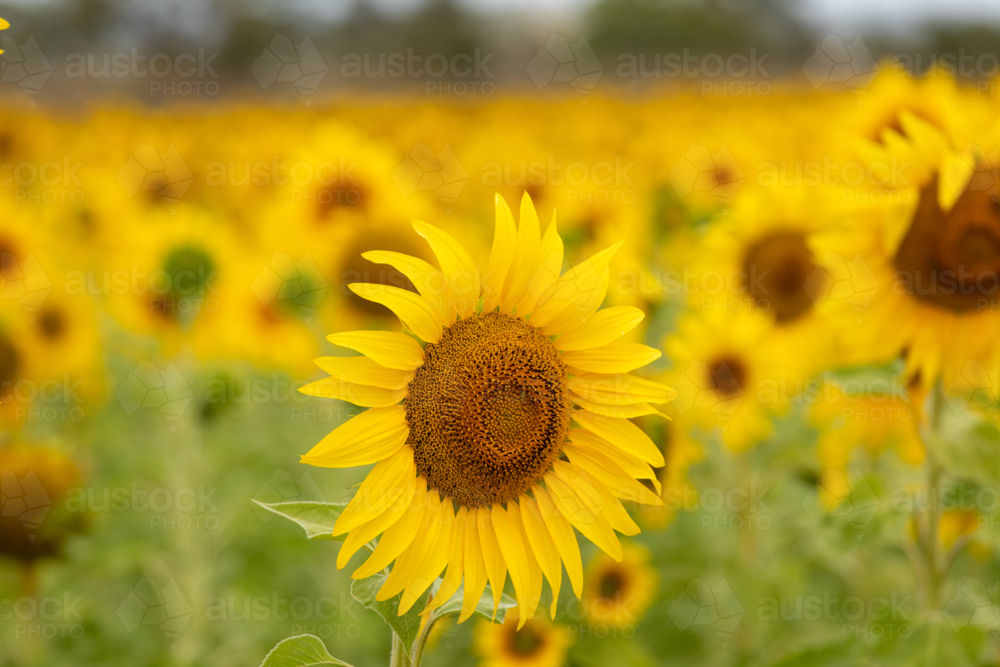 Single foreground Sunflower in field of sunflowers - Australian Stock Image