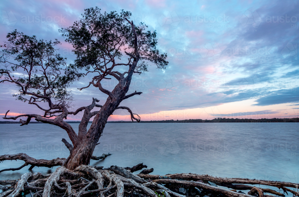 Single forked tree on lake's edge with dramatic pastel sky and smooth water - Australian Stock Image