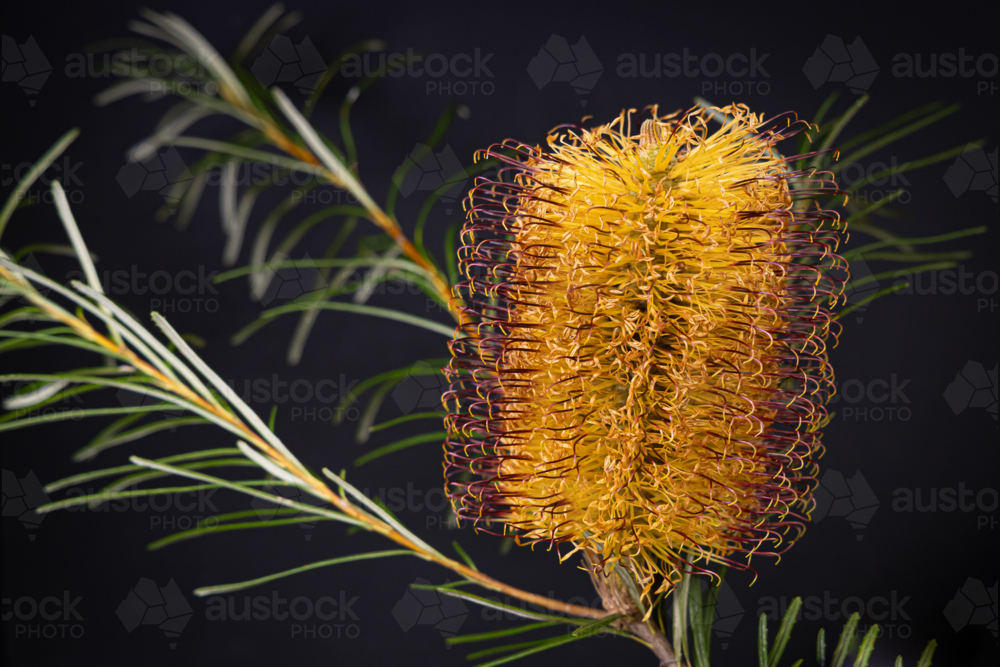 Single golden banksia close up on black background - Australian Stock Image