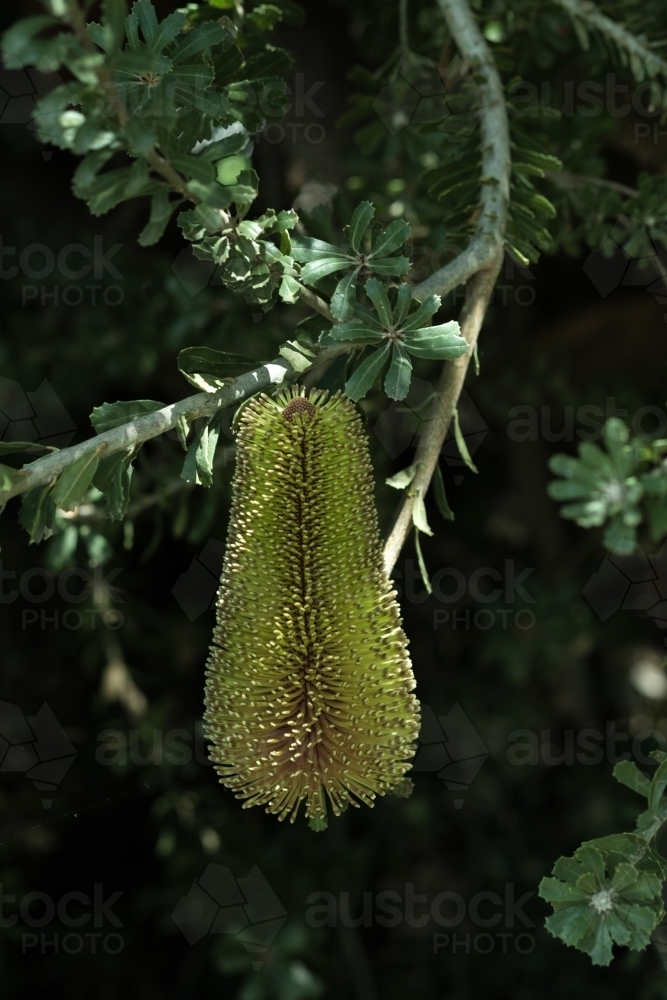 Single Green Banksia Flower on Tree in afternoon light - Australian Stock Image