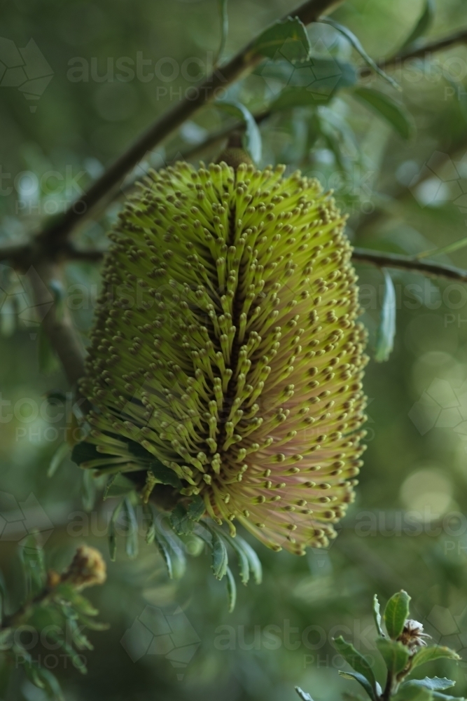 Single Green Banksia Flower on Tree in garden - Australian Stock Image