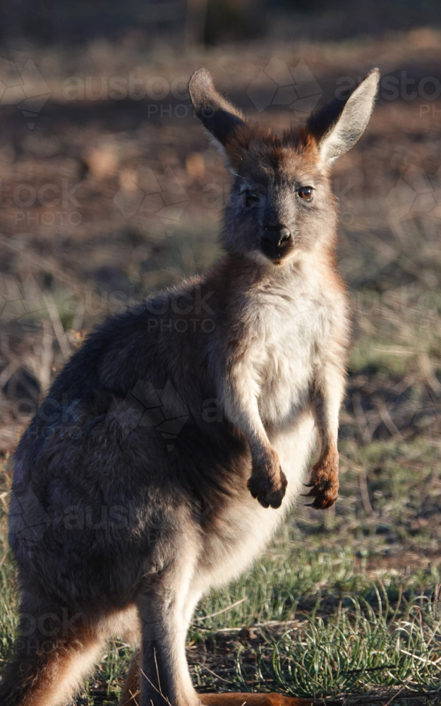 Single grey kangaroo in grassland - Australian Stock Image