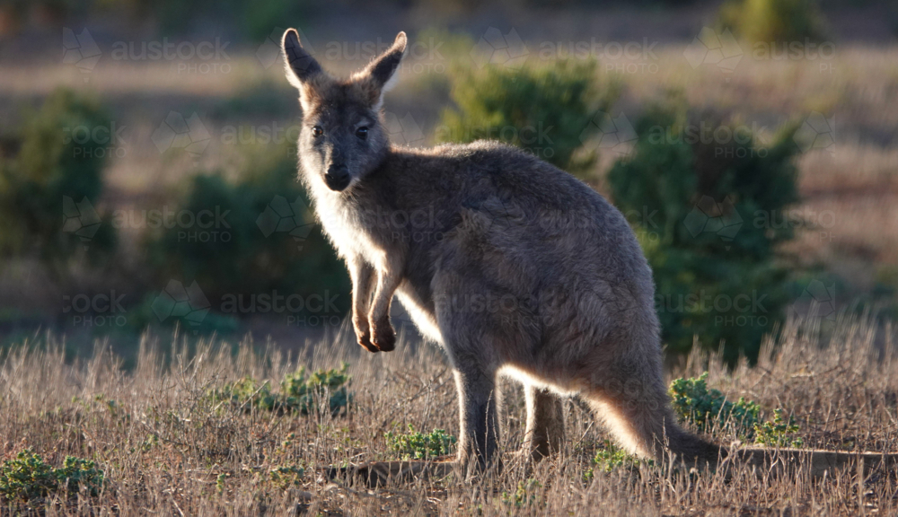 Single grey kangaroo in grassland - Australian Stock Image
