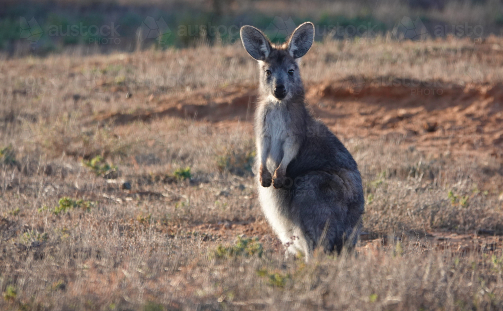 Single grey kangaroo in grassland - Australian Stock Image