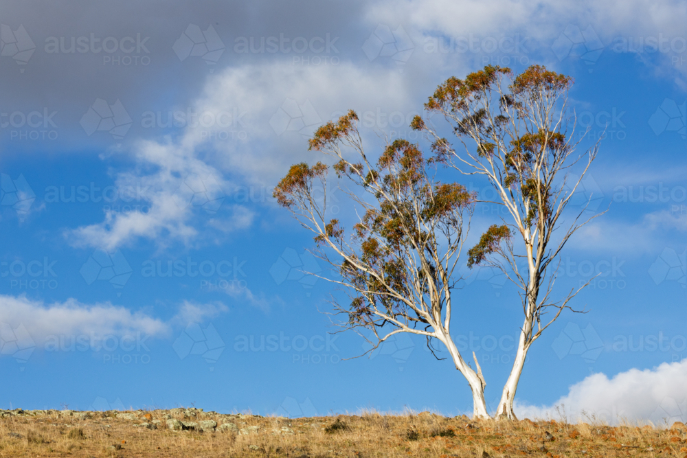 Single gum tree against blue sky - Australian Stock Image