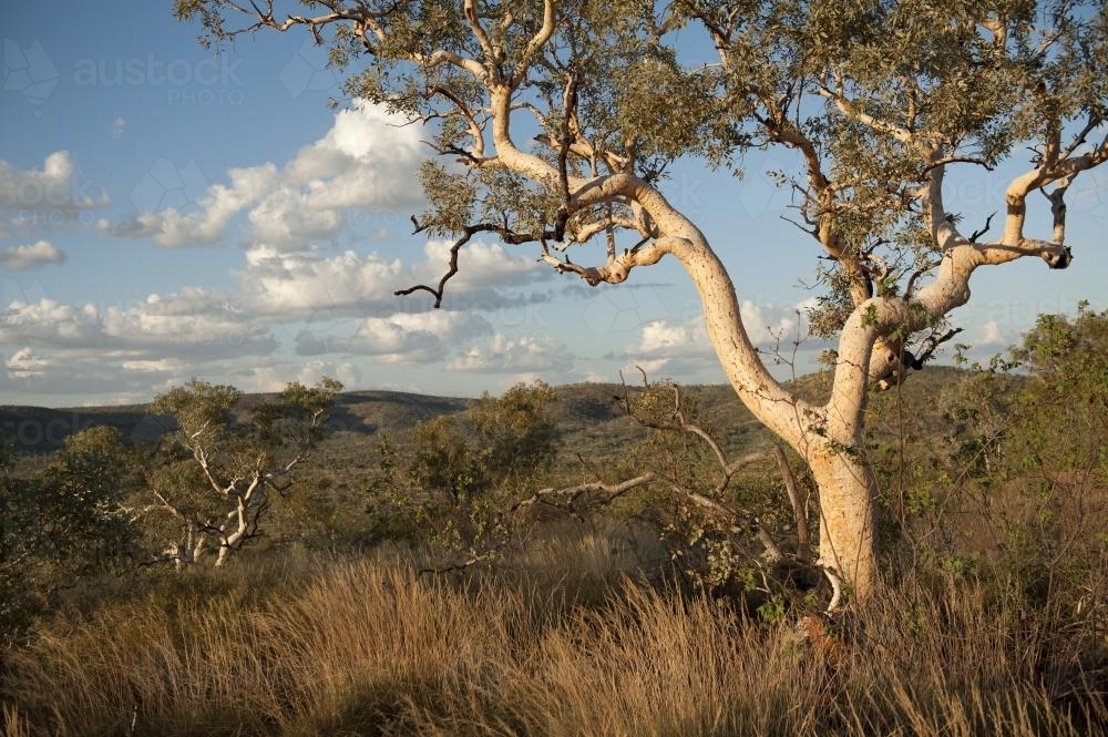Single gum tree in foreground of pilbara landscape - Australian Stock Image