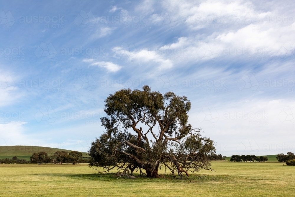 single gum tree in green field - Australian Stock Image
