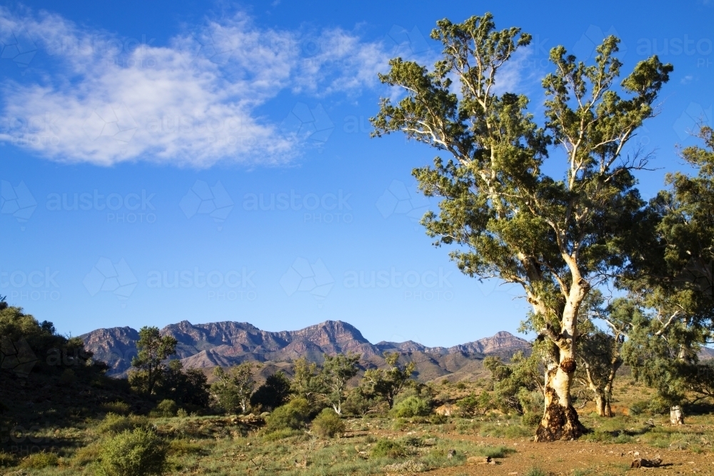 Single gum tree with ranges in background - Australian Stock Image