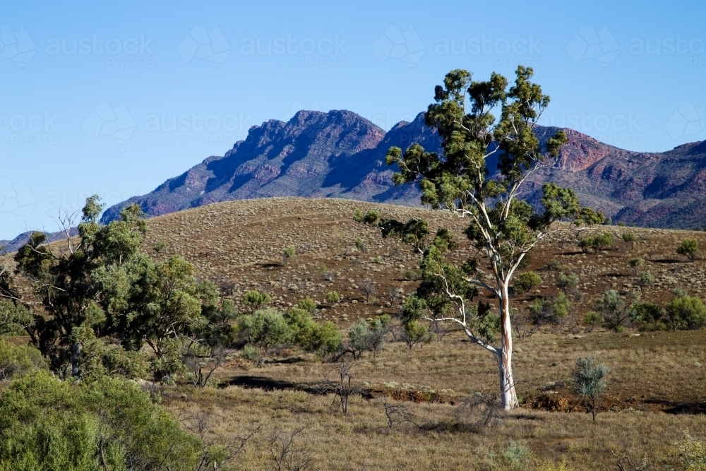 Single gum tree with ranges in background, horizontal - Australian Stock Image