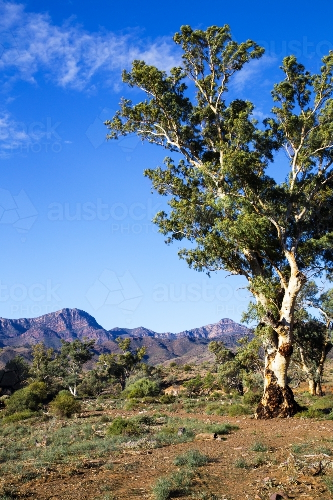 Single gum tree with ranges in background, vertical - Australian Stock Image