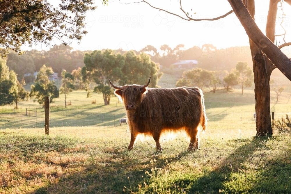 Single highland cow in field in golden afternoon sun - Australian Stock Image