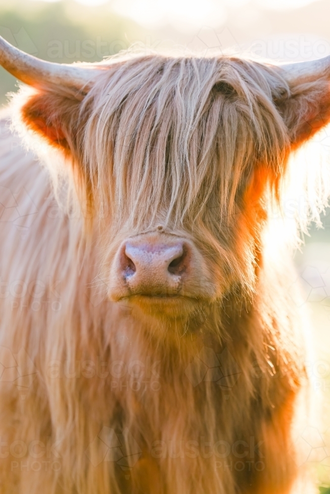 Single highland cow standing in field in golden afternoon sun close up of face - Australian Stock Image