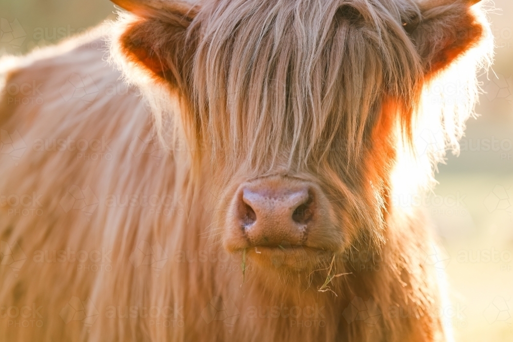Single highland cow standing in field in golden afternoon sun, close up of face - Australian Stock Image