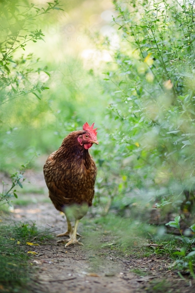 Isa Chook Image of Single isa brown hen walking on path between tall weeds in ...