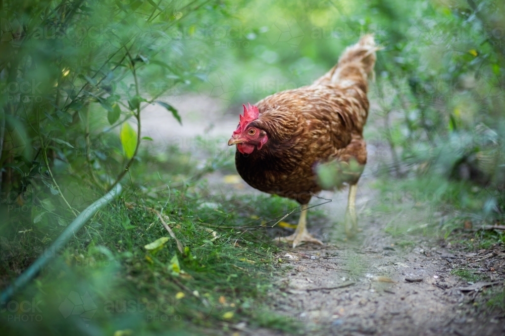 Isa Chook Image of Single isa brown hen walking on path between tall weeds in ...