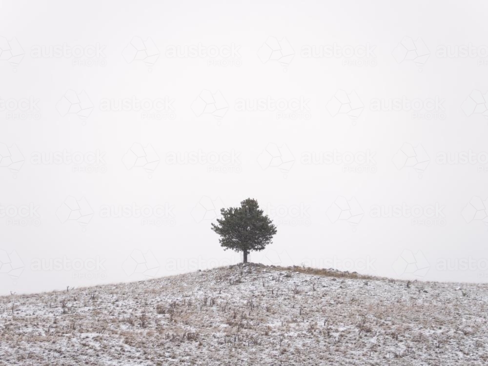 Single isolated tree on a snowy hill top - Australian Stock Image