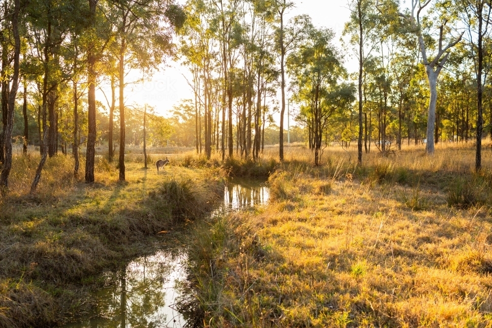 Single kangaroo in australian bushland beside creek at sunset - Australian Stock Image