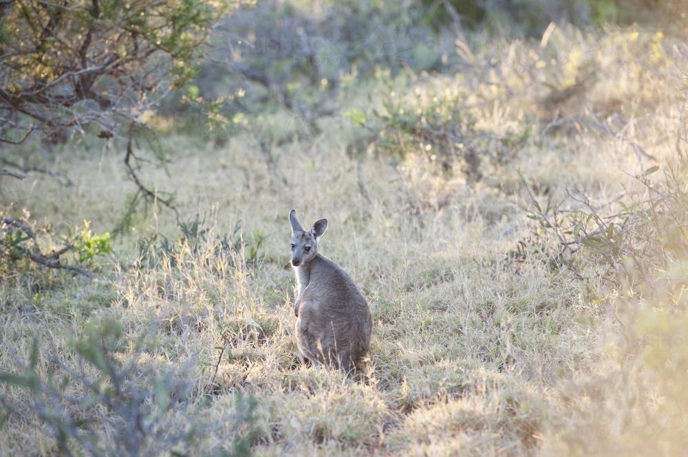 single kangaroo in bush looking back - Australian Stock Image
