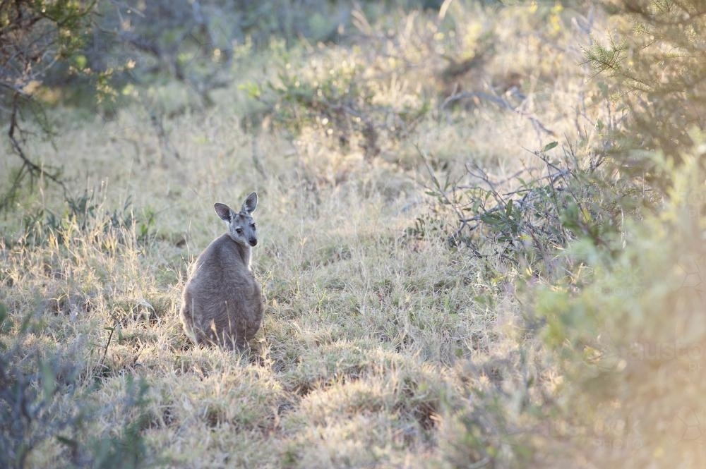 single kangaroo in bush looking back - Australian Stock Image