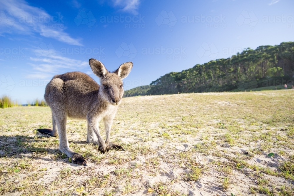 Single kangaroo looking at camera on Pebbly Beach - Australian Stock Image