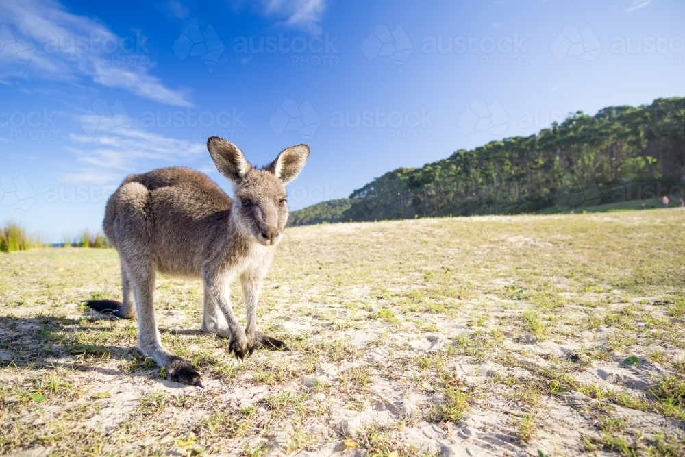 Single kangaroo walking on Pebbly Beach - Australian Stock Image