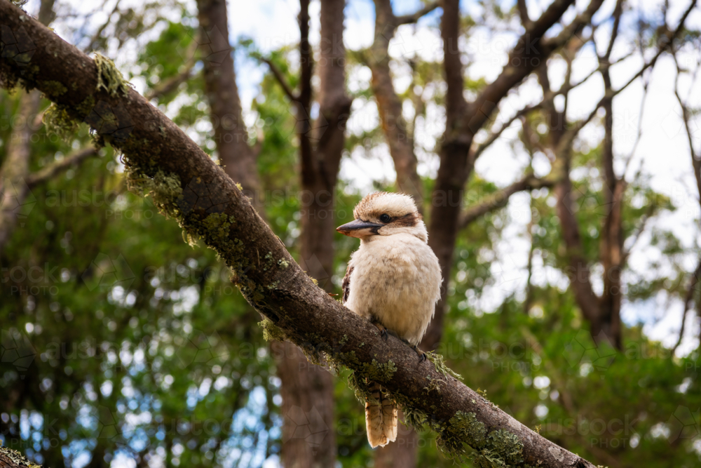 Single kookaburra perched on branch in tree - Australian Stock Image