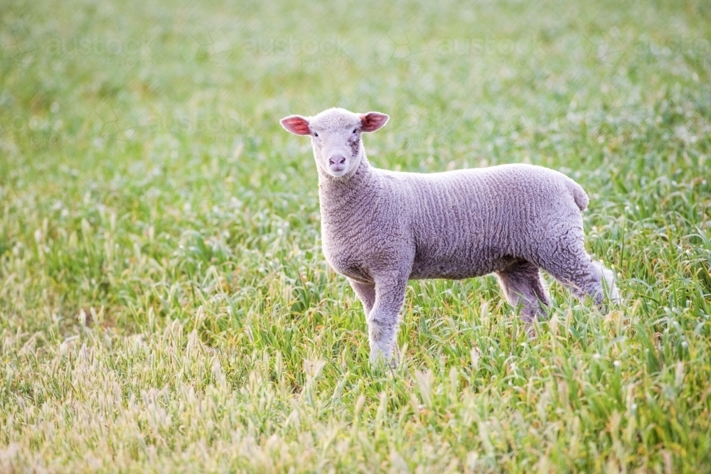 Lambs In Paddock Image of Single lamb in paddock looking at camera. - Austockphoto