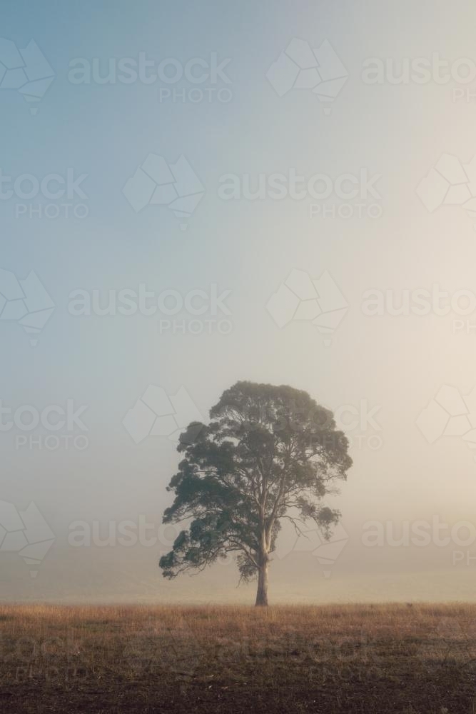 Single large gum tree in morning fog - Australian Stock Image